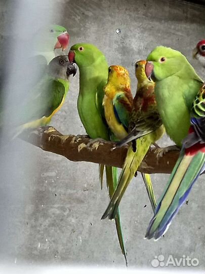 Ожереловые попугаи(птенцы)