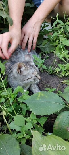 Котёнок крысоловка