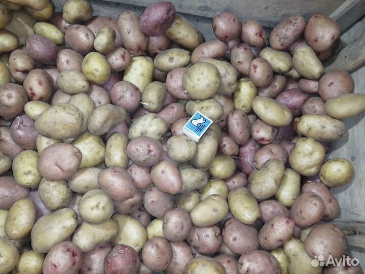 Семенной картофель