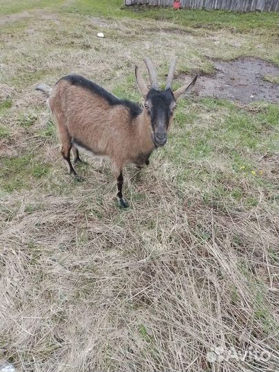 Дойные козы и козлята