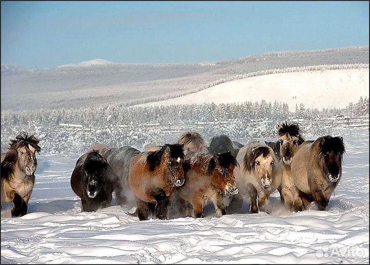 Шкура жеребенка