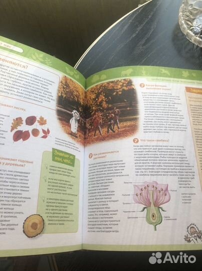 Детская энциклопедия