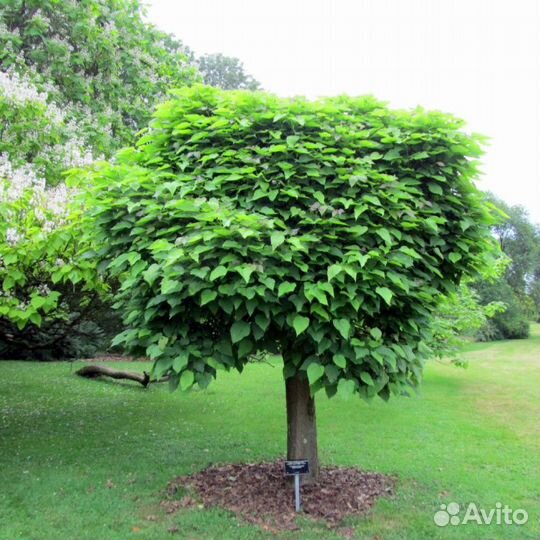 Катальпа бигнониевидная