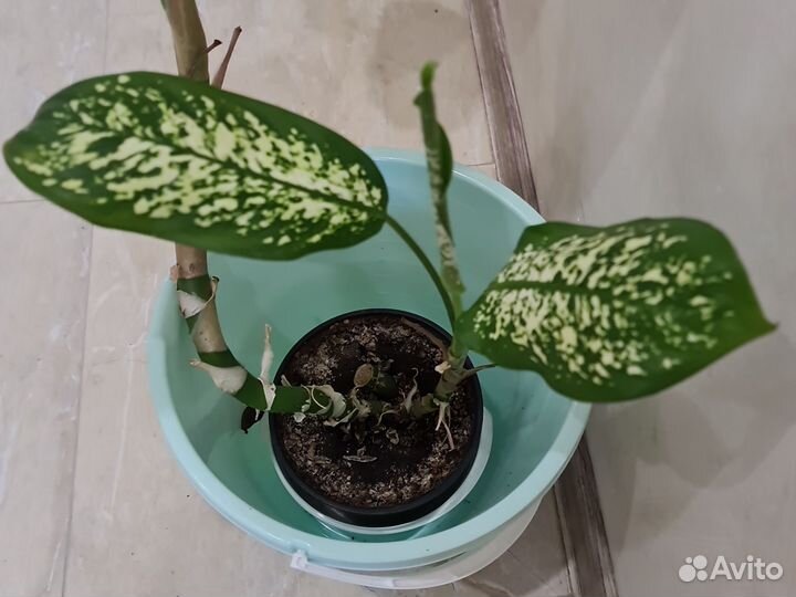 Диффенбахия