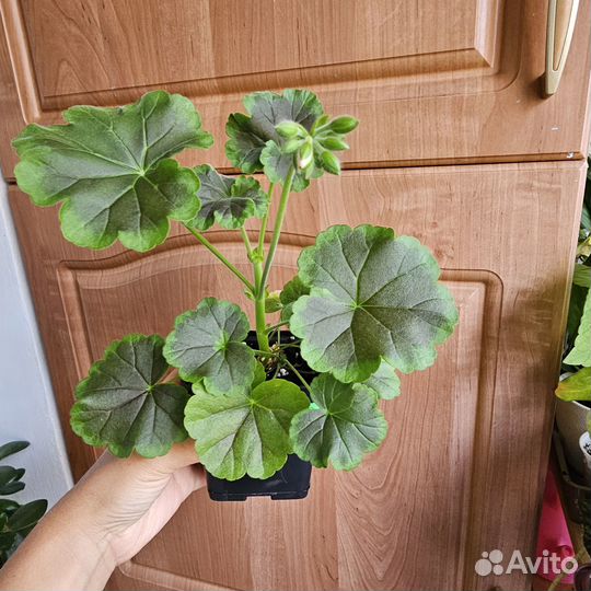 Комнатные растения