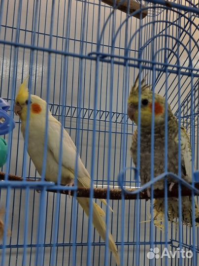 Корелла молодые