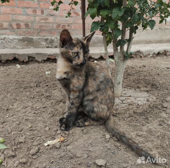 Котята