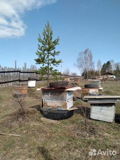 Продаются пчелы с ульем