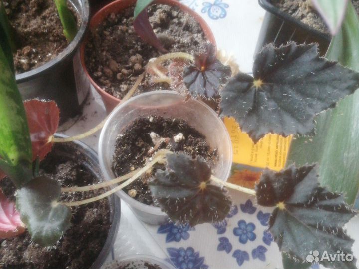 Аглаонема, бегонии, рео, маранта, фикус