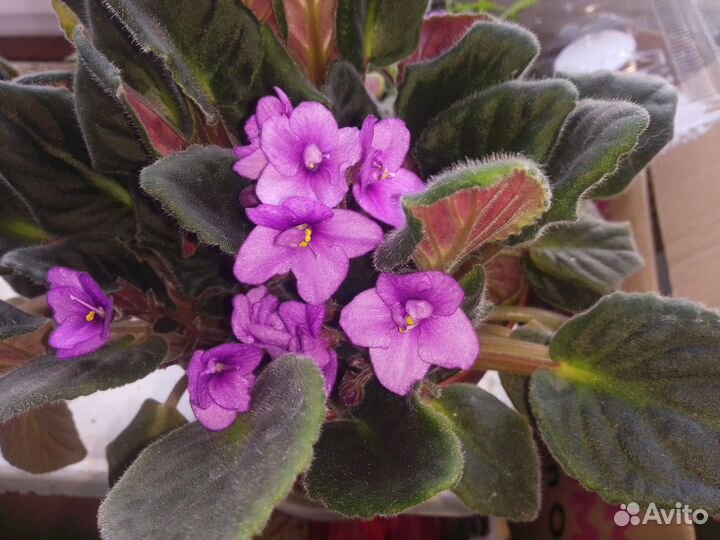 Фиалка розетка