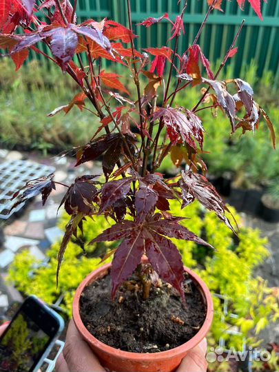 Саженцы клена красный веерный