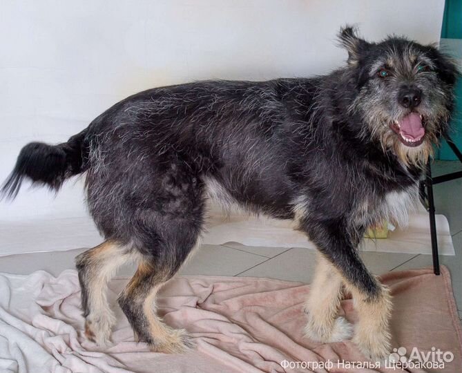 Собака Грэй