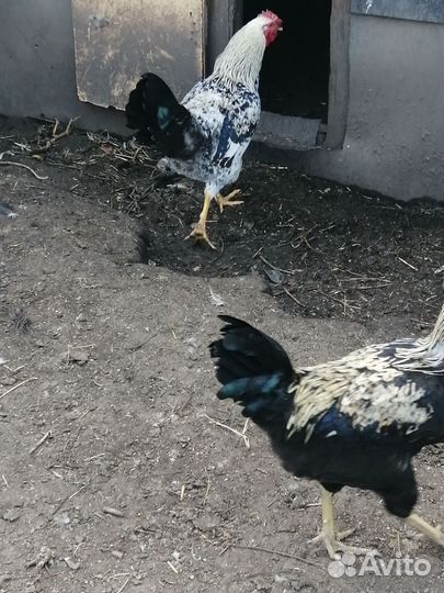 Молодые петухи