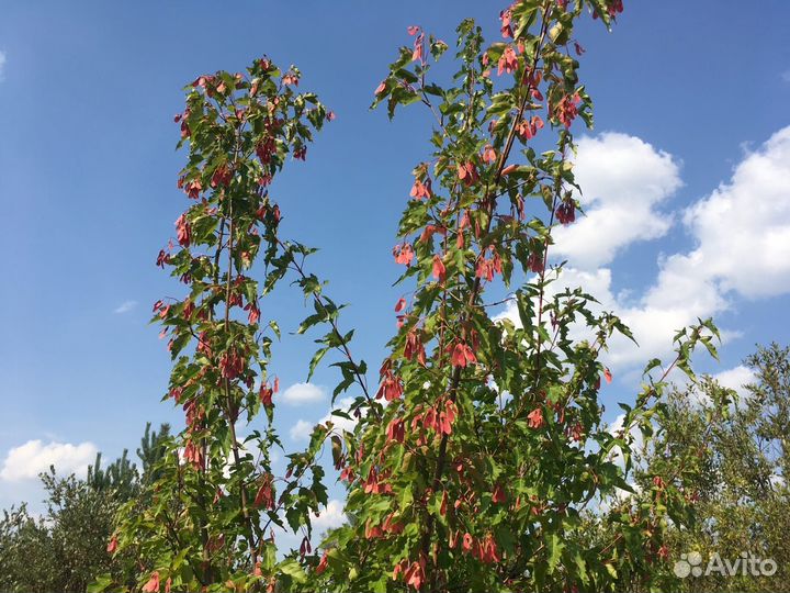 Саженцы клёна Гиннала, закрытая корневая система