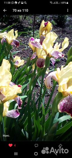 Садовые цветы-многолетники