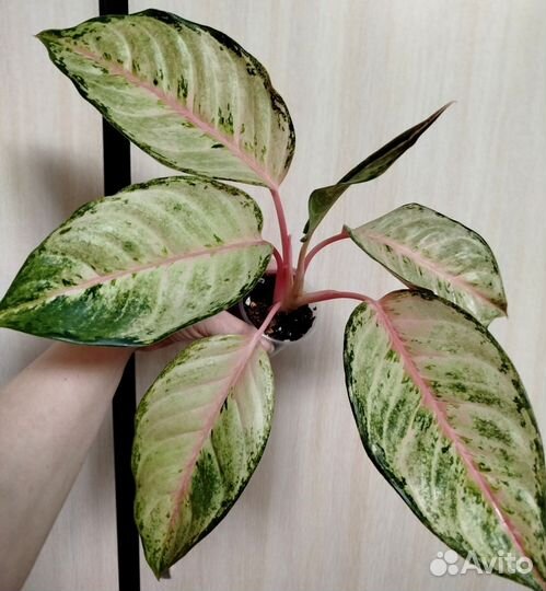 Аглаонема 10 Карат, Frozen, Sabmongkol red