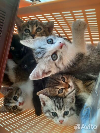 Котята в добрые руки