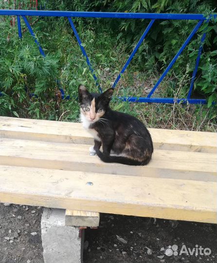 Продам котенка