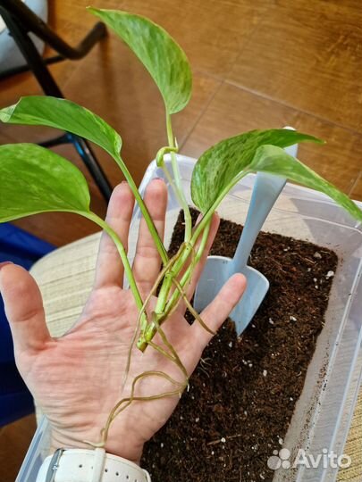 Эпипремнум Марбл Квин, Хэппи Лиф, Монстера