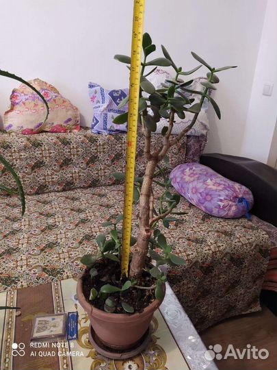 Денежное дерево