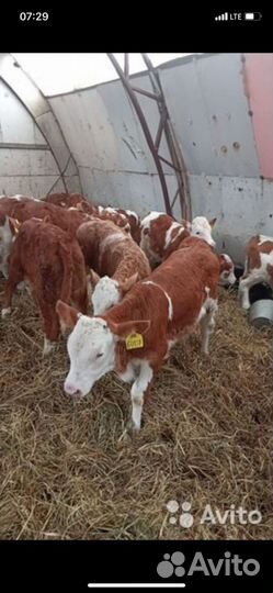 Бычки сименталы