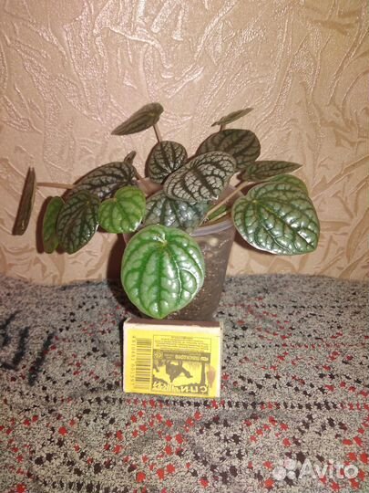 Пеперомия сморщенная