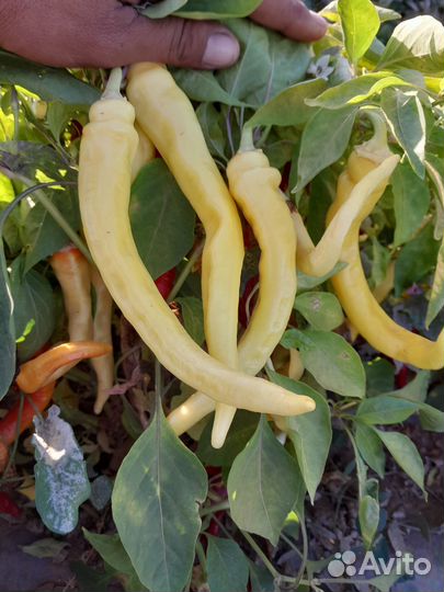 Горький перец оптом