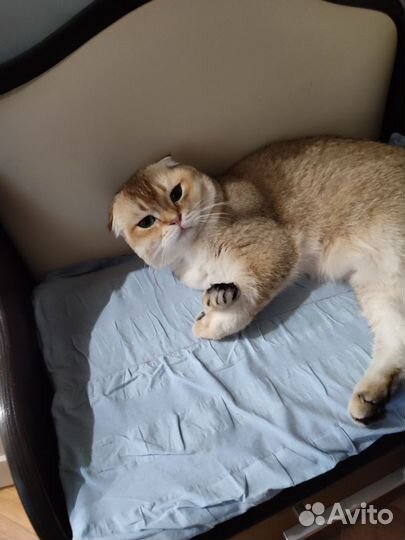 Шотландский золотой кот шиншила для вязки