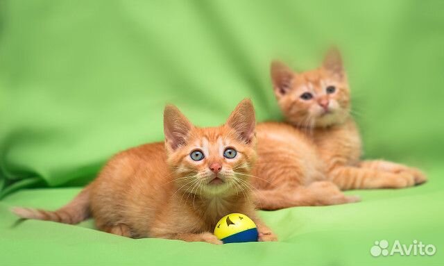 Чудесные Рыжие котята Руби и Лео - 2 мес. в дар
