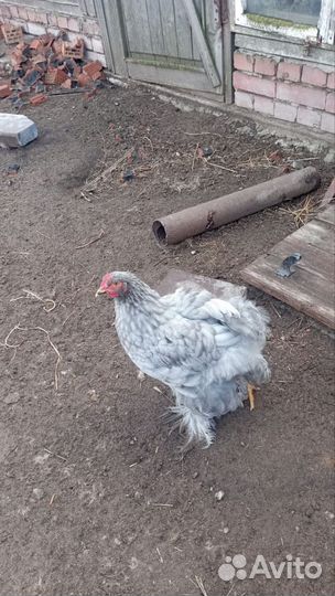 Куры и цыплята кохинхин