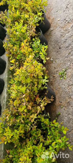 Спирея голден принцесс,голд флайм и другие сорта