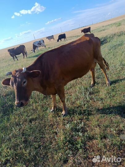 Корова дойная