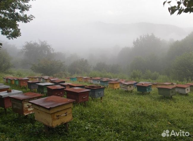 Мед 24 года из Алтая опт