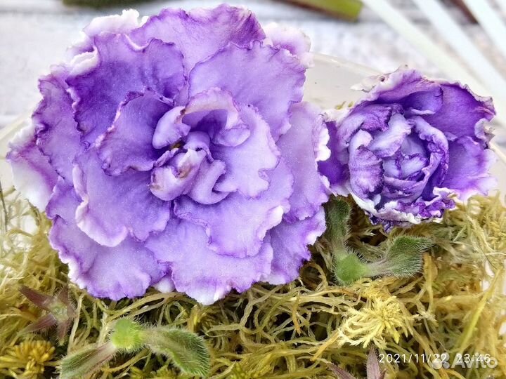 Сортовые фиалки с\с листом