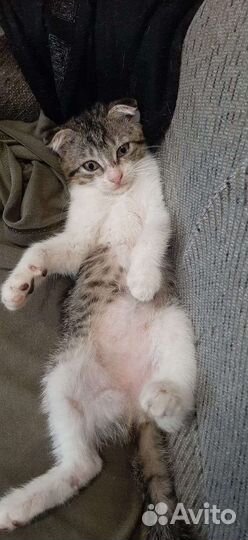 Кошка в дар