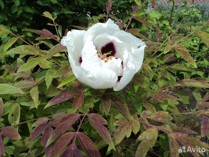 Древовидный пион – листопадный куст