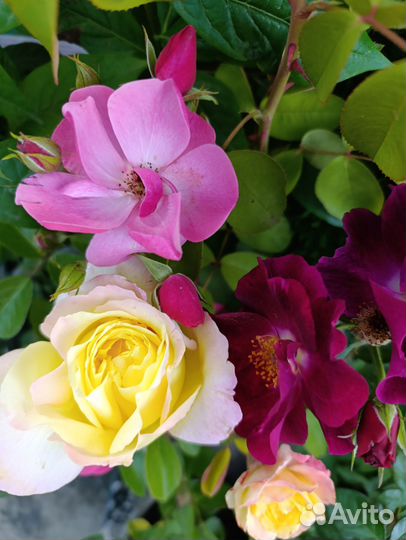 Саженцы роз и плодовых деревьев Елец