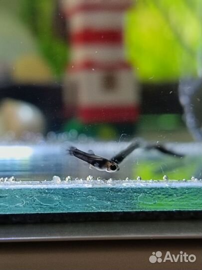 Моллинезия черно-желтая и гуппи