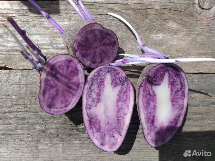 Семенной картофель