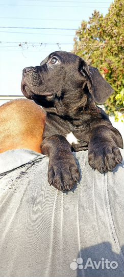 Щенки кане Корсо