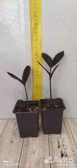 Муррая и др