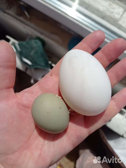 Инкубационное яйцо кур несушек