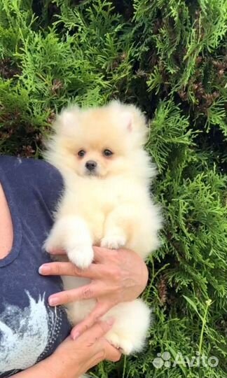 Померанский шпиц