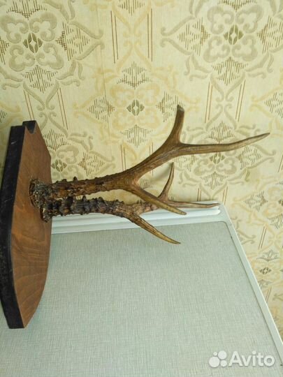 Рога косули