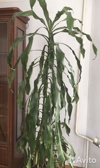 Драцена Гукера 2м