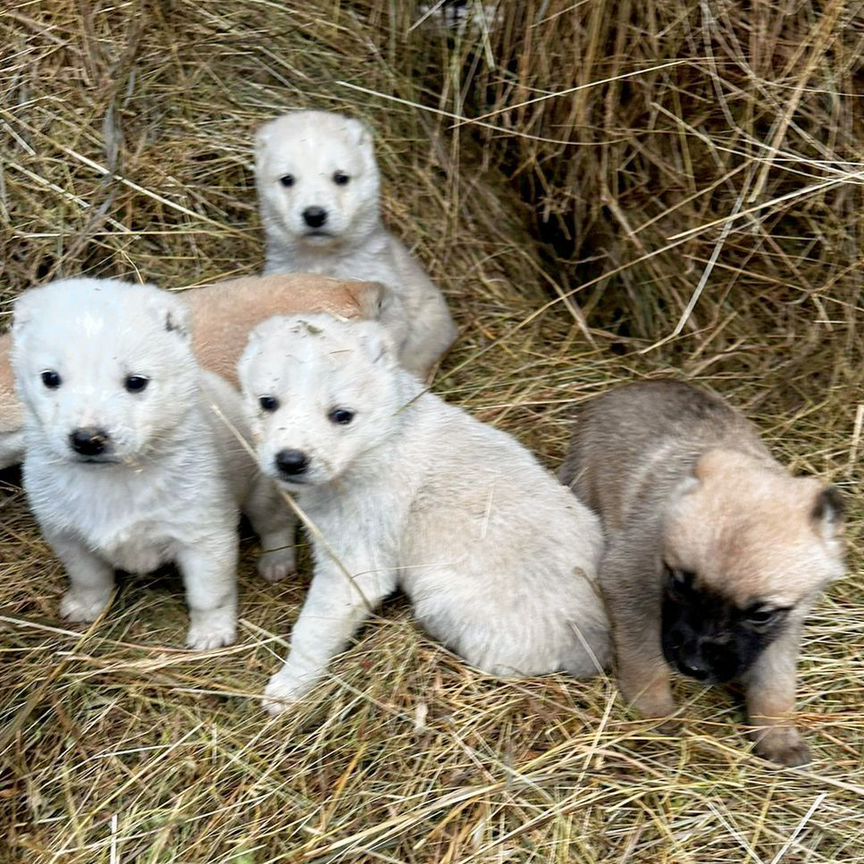 Щенки Алабая продажа