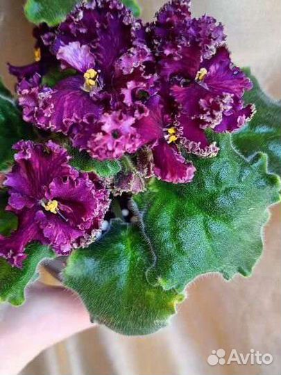 Фиалка ав-Ночной дозор