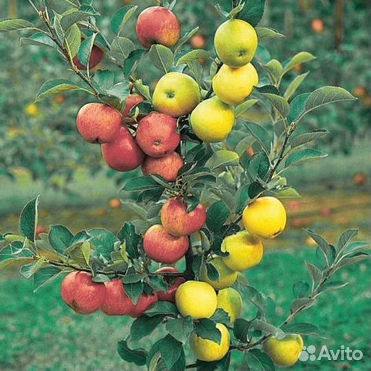 Саженцы 3-х сортовые Дерево-Сад