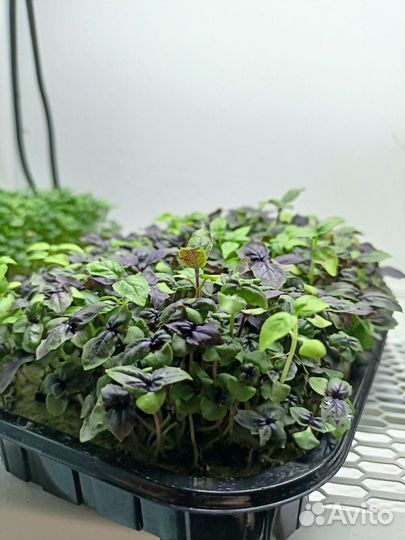 Набор для выращивания микрозелени