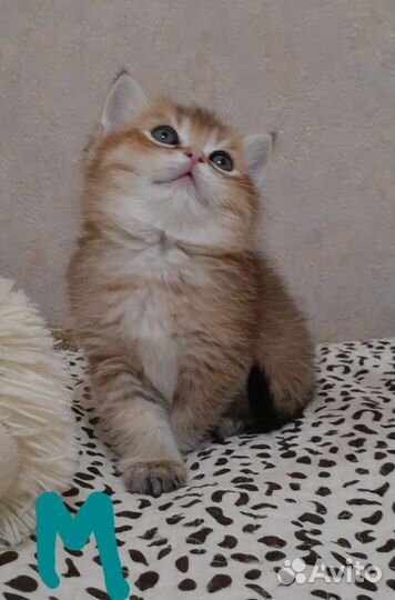 Британские котята золотая шиншилла